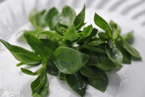 人参菜的禁忌人群(人参菜的禁忌人群) 人参菜的禁忌人群(人参菜的禁忌人群)