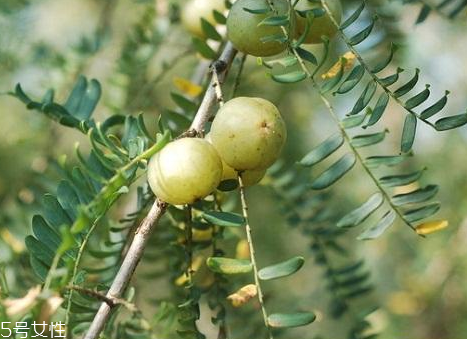 油柑的食用价值(油柑的食用价值) 油柑的食用价值(油柑的食用价值)