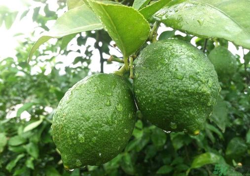 吃什么会减肥(吃什么会减肥很快) 吃什么会减肥(吃什么会减肥很快)