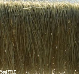 蚕豆粉丝的制作方法(蚕豆粉丝怎么做好吃) 蚕豆粉丝的制作方法(蚕豆粉丝怎么做好吃)