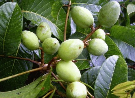 产妇可以吃橄榄吗(产妇可以吃橄榄吗)