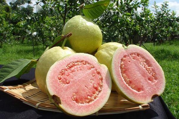番石榴会回奶吗(番石榴会回奶吗)