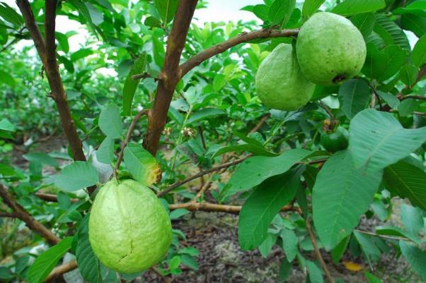 番石榴是什么味道的(番石榴是什么味道的) 番石榴是什么味道的(番石榴是什么味道的)