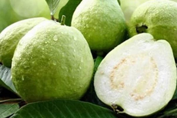 番石榴的属性(什么是番石榴)