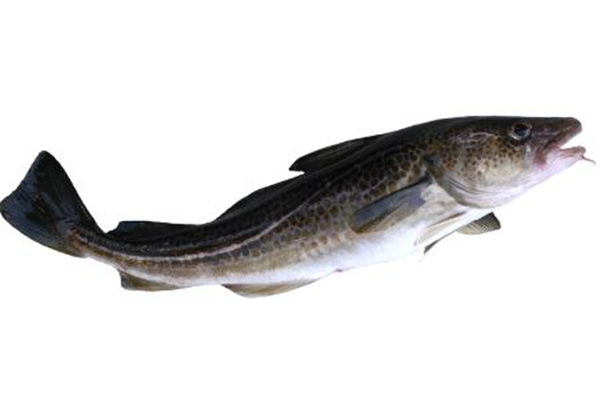 黑鱼有鱼鳞吗(黑鱼有鱼鳞吗?)
