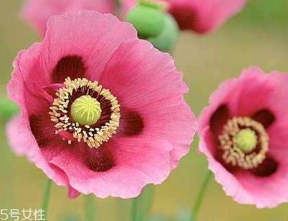 罂粟的地理分布(罂粟分布地区)