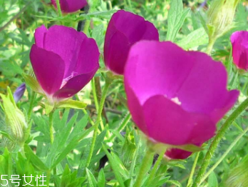 腹泻的原因(腹泻的原因有哪些?)