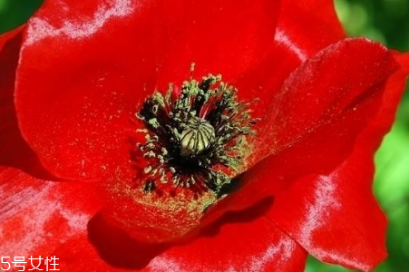 罂粟苗能吃是真是假(吃罂粟苗违法吗)