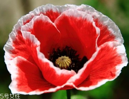 罂粟的危害(罂粟的危害有哪些)