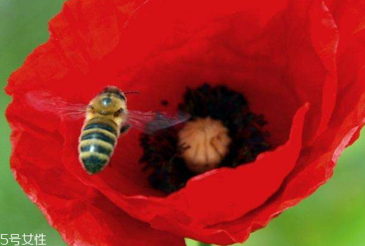 不小心误食了罂粟会怎样(误食罂粟有什么反应) 不小心误食了罂粟会怎样(误食罂粟有什么反应)