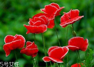 罂粟壳的功效(整个罂粟花壳的功效和作用)