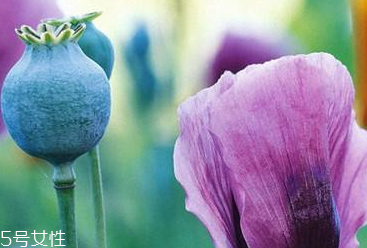 榴莲好吃吗？(榴莲好吃吗 什么味道 怎么吃的啊)