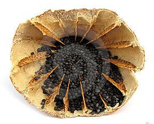 人为什么会咳嗽(人为什么会咳嗽?咳嗽的原理是什么?)