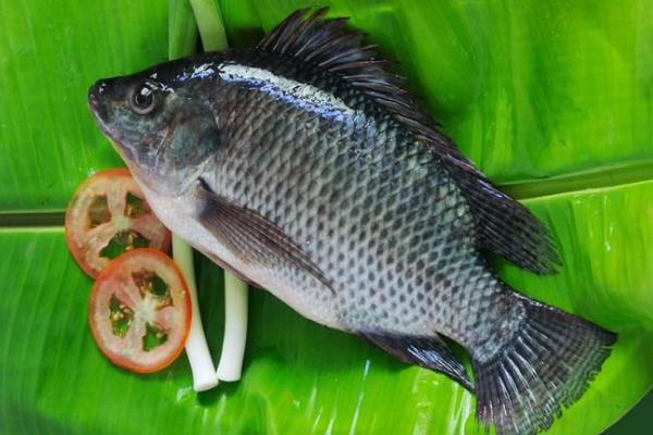 罗非鱼有几种做法(罗非鱼做法大全) 罗非鱼有几种做法(罗非鱼做法大全)