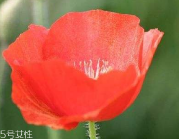 罂粟壳能提味吗(罂粟可以用来调味吗)