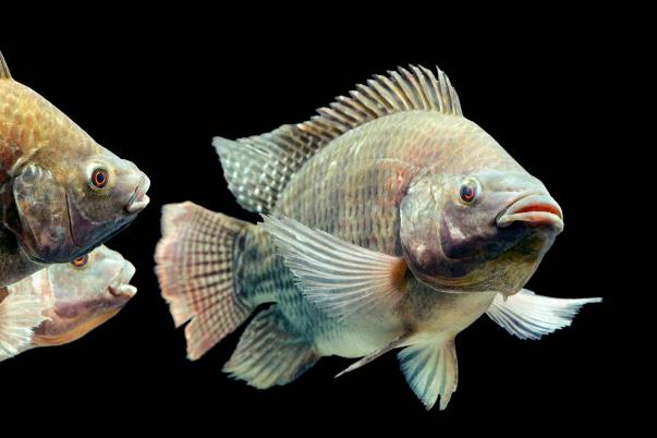 吃罗非鱼拉肚子怎么回事(吃罗非鱼拉肚子怎么回事)