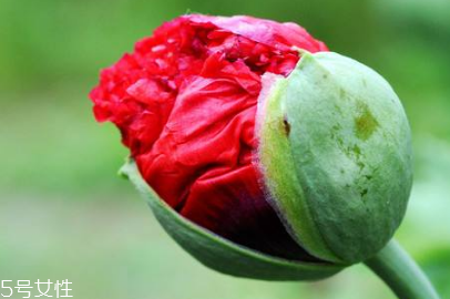 罂粟吃多了会让人上瘾吗(罂粟吃多少会上瘾)