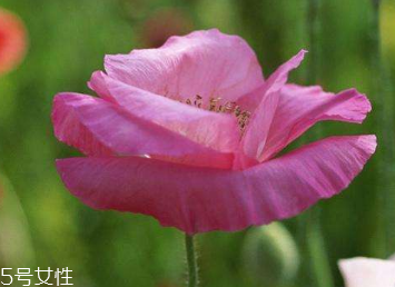 罂粟的生长习性(罂粟的生长条件)