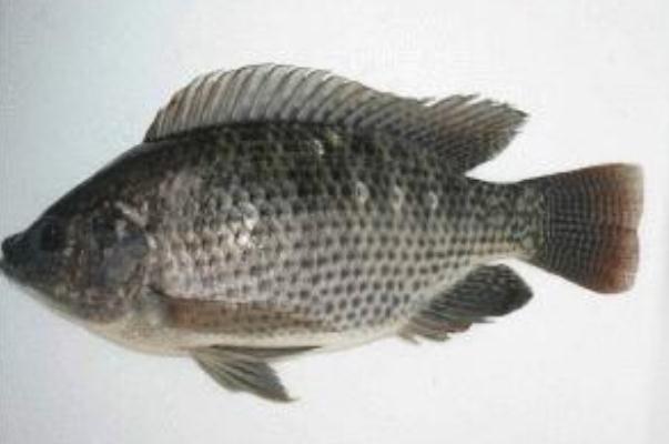 罗非鱼是鲫鱼吗(罗非鱼是鲫鱼吗?)