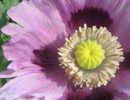 罂粟的食用禁忌(罂粟可以食用吗)