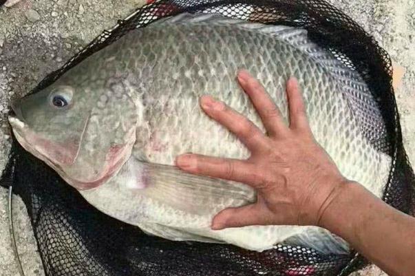 罗非鱼含有大量寄生虫(罗非鱼含有大量寄生虫)