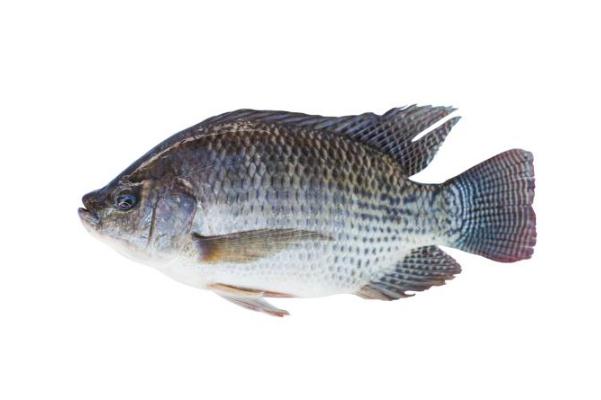 罗非鱼苗多少钱一尾(罗非鱼苗多少钱一条) 罗非鱼苗多少钱一尾(罗非鱼苗多少钱一条)