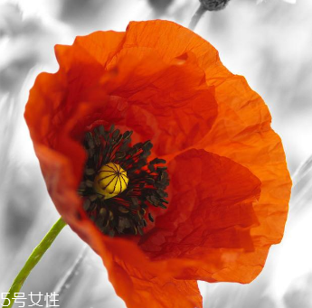 罂粟的注意事项(罂粟的注意事项)