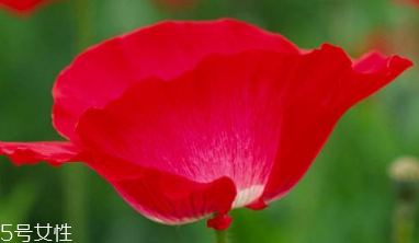 罂粟花的功效价值(罂粟花的作用和功效)