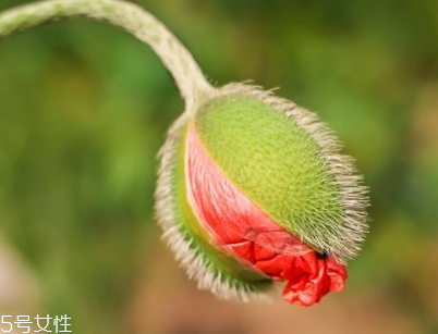 镇静剂是什么(镇静剂是什么意思)