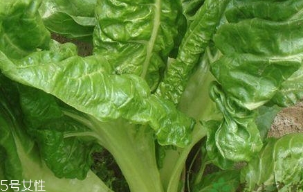 吃牛皮菜注意事项(哪些人不宜吃牛皮菜) 吃牛皮菜注意事项(哪些人不宜吃牛皮菜)