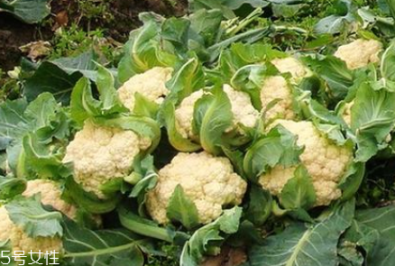 孕妇怎么吃花椰菜(孕妇可以吃花椰菜)