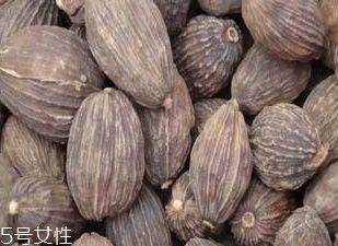 草果的种植技术(草果种植技术)