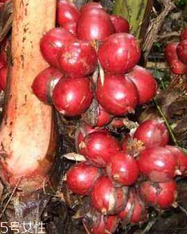 草果的繁殖方法(草果怎么种) 草果的繁殖方法(草果怎么种)