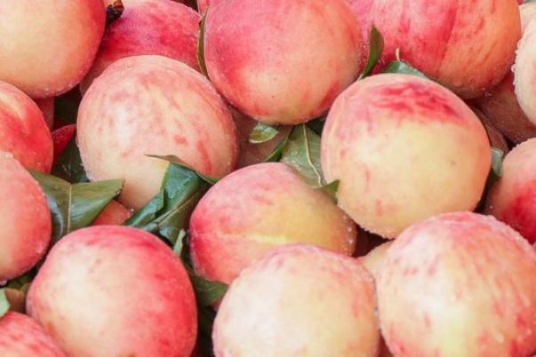 桃子有哪几种品种(桃子有哪几种品种) 桃子有哪几种品种(桃子有哪几种品种)