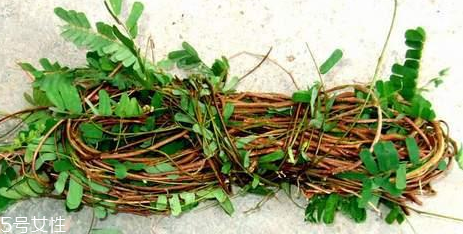 经期能吃鸡骨草吗(经期能吃鸡骨草吗) 经期能吃鸡骨草吗(经期能吃鸡骨草吗)