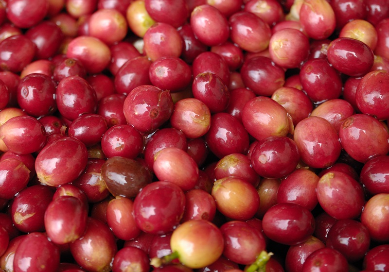 咖啡豆的基本常识(研磨咖啡豆的基本常识) 咖啡豆的基本常识(研磨咖啡豆的基本常识)