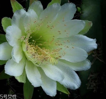 霸王花长什么样(霸王花长什么样子图片)