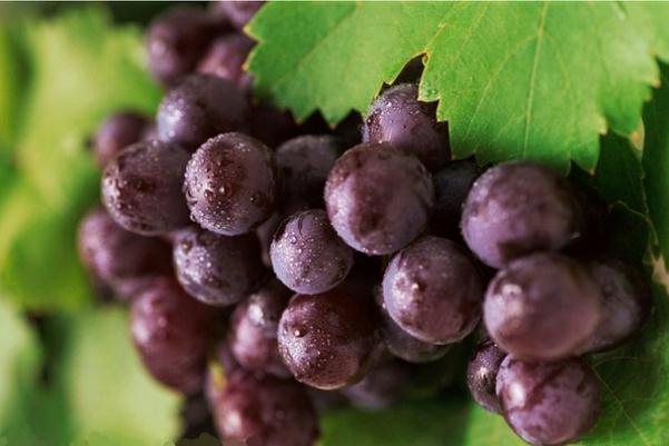 巨峰葡萄能放几天(巨峰葡萄能放几天)
