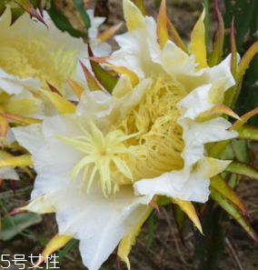 霸王花怎么做好吃(霸王花怎么吃最好)