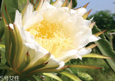 霸王花的食用禁忌(霸王花的食用禁忌)