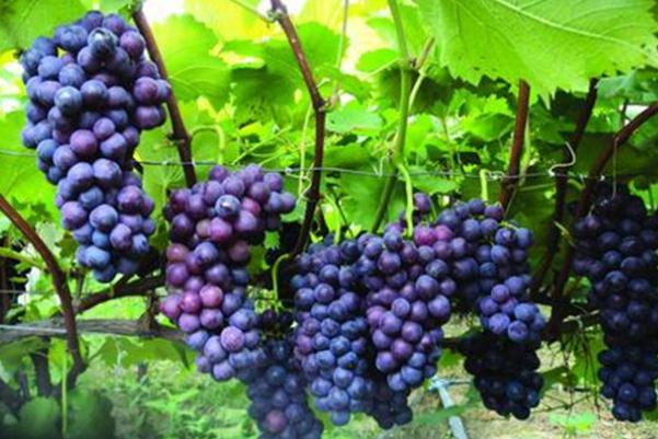 吃巨峰葡萄会长胖吗(吃巨峰葡萄会长胖吗)