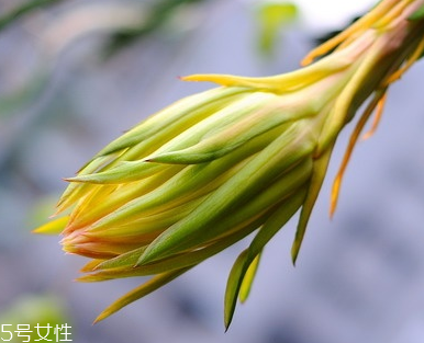 霸王花很大吗(霸王花有多大)