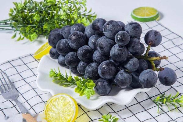 巨峰葡萄品种有何特点(巨峰葡萄的特点有哪些) 巨峰葡萄品种有何特点(巨峰葡萄的特点有哪些)