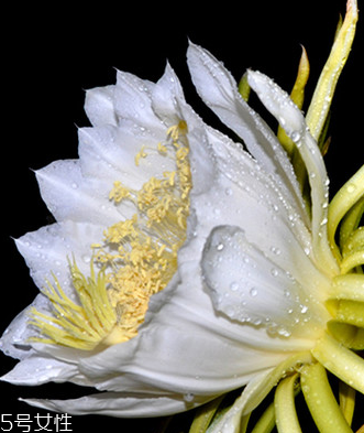 霸王花的营养价值(霸王花的营养价值、功效和禁忌)