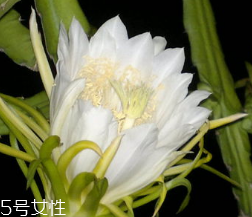 霸王花的形态特征(霸王花的形态特征)