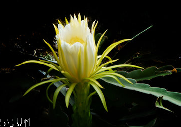 霸王花的食用价值(霸王花的食用价值)