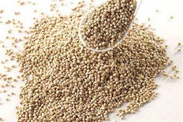 苦荞吃了会胖吗(苦荞吃了会胖吗?)