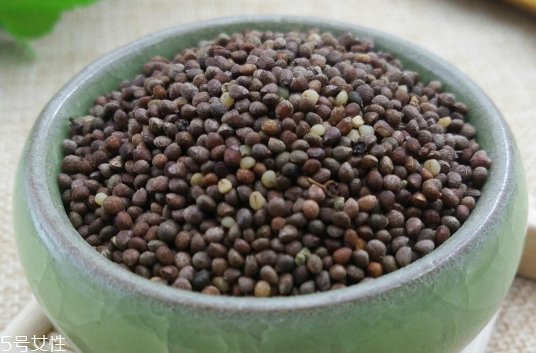 紫苏子的药用价值(紫苏有什么药用价值)