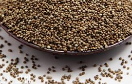 紫苏子能钓鱼吗(紫苏子能钓鱼吗)