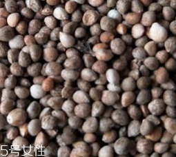 紫苏子能经常喝吗(紫苏子可以长期吃吗)